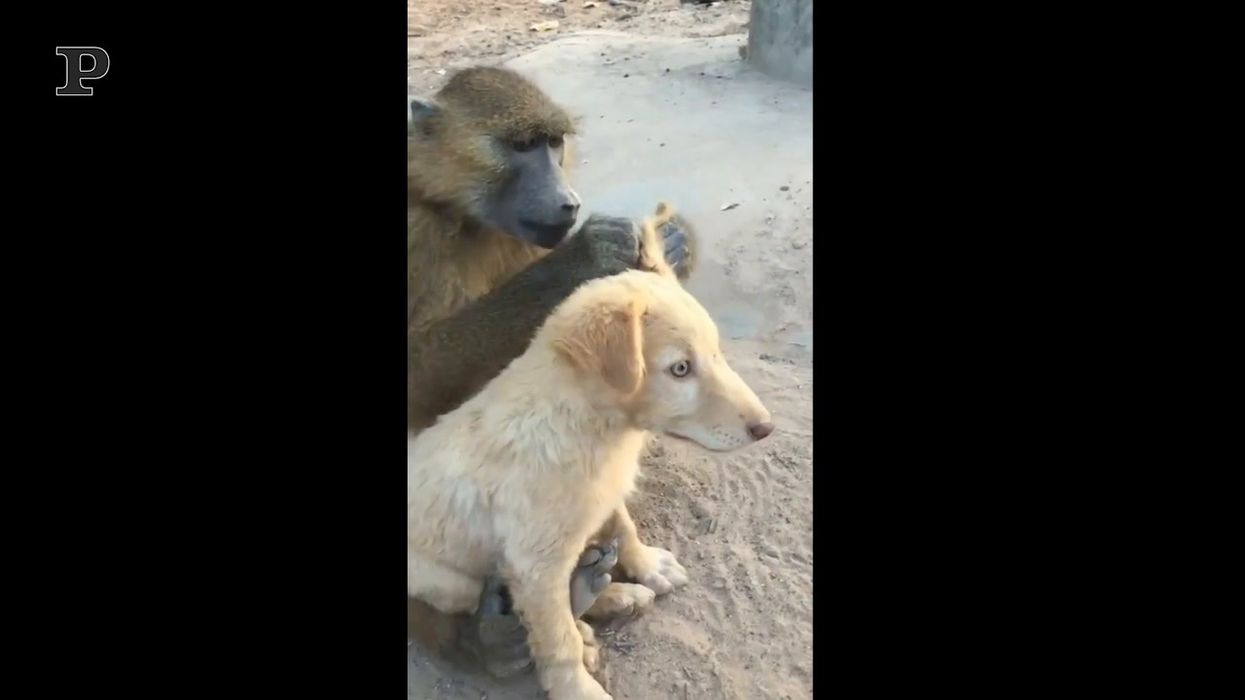 La scimmietta pulisce il cagnolino, lui apprezza