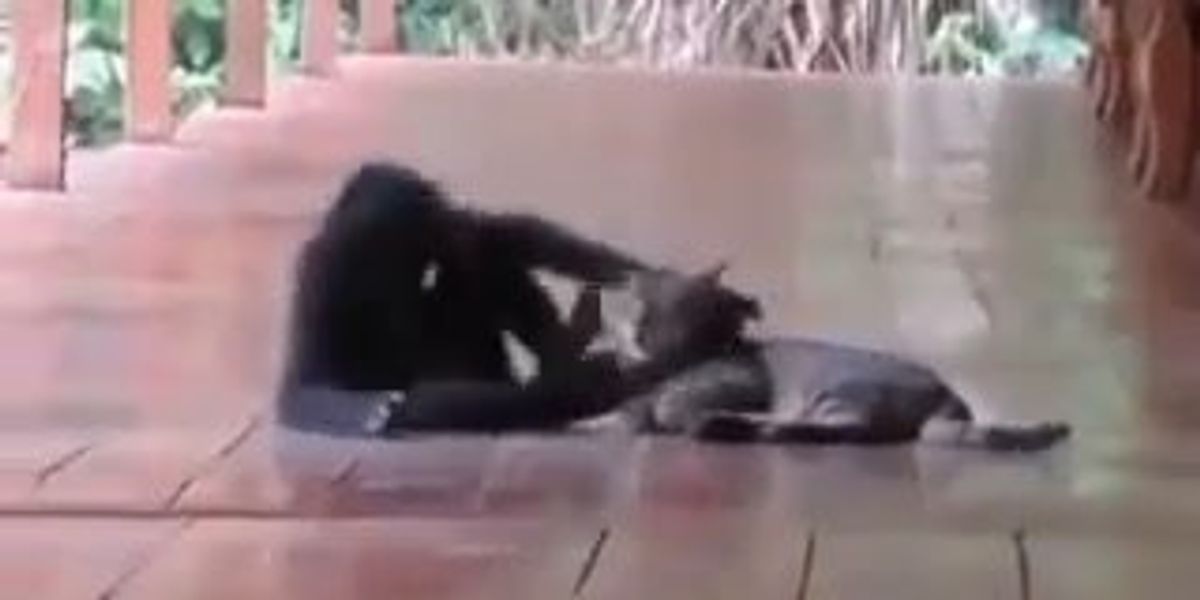 Scimmia si avvicina ad un gatto per riempirlo di coccole | video