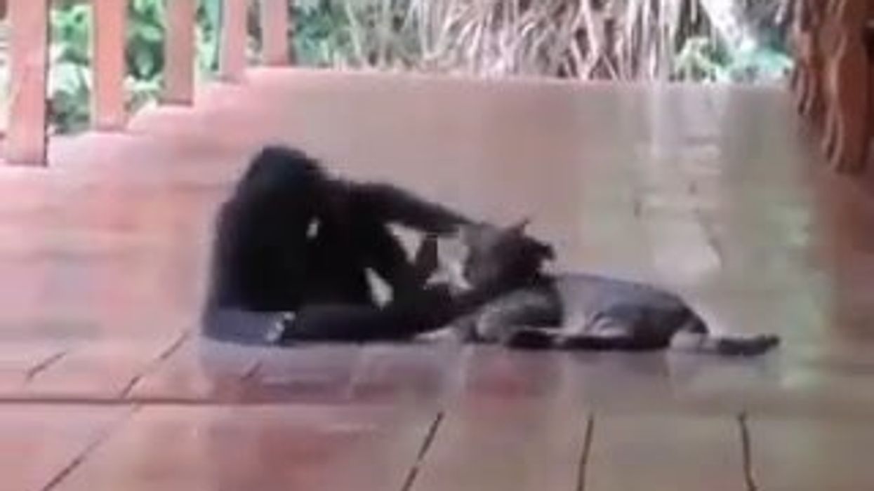 Scimmia si avvicina ad un gatto per riempirlo di coccole | video