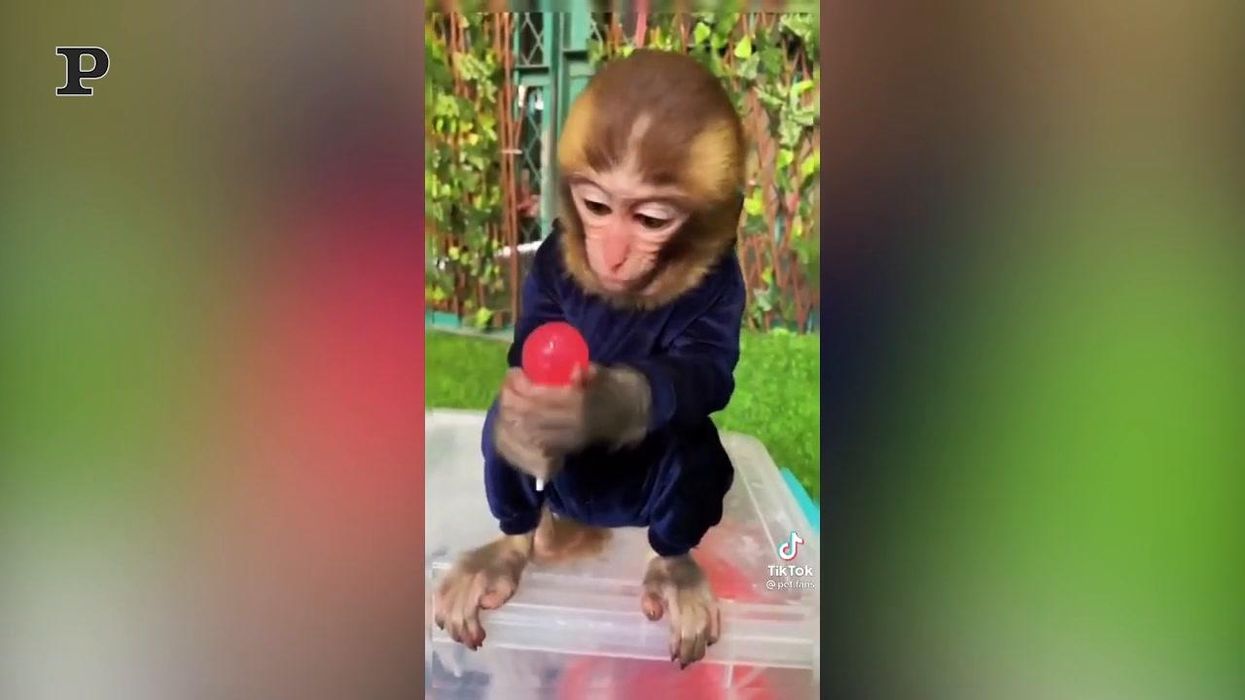 Scimmietta golosa mangia un lecca-lecca | video
