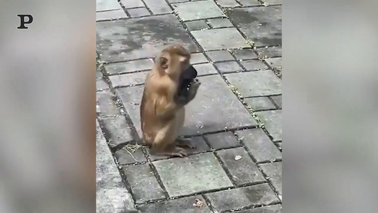 Scimmietta trova una mascherina e la indossa correttamente | video