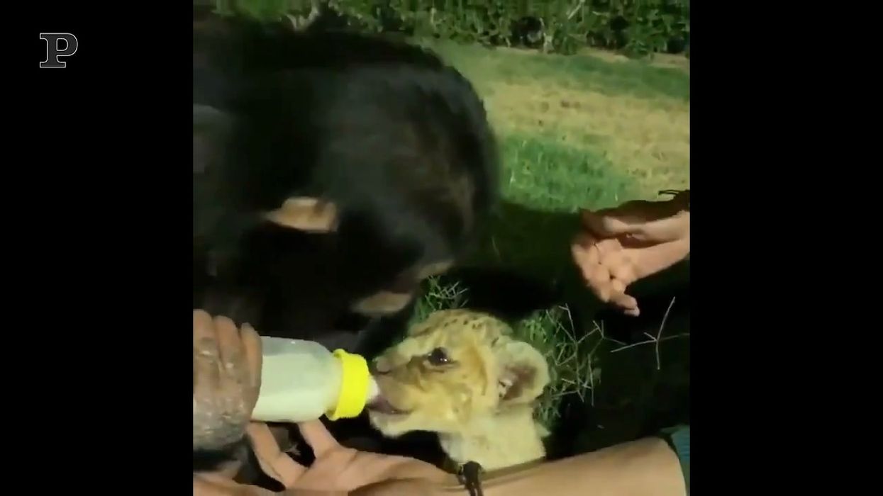 Lo scimpanzè allatta il tigrotto: il video è tenerissimo