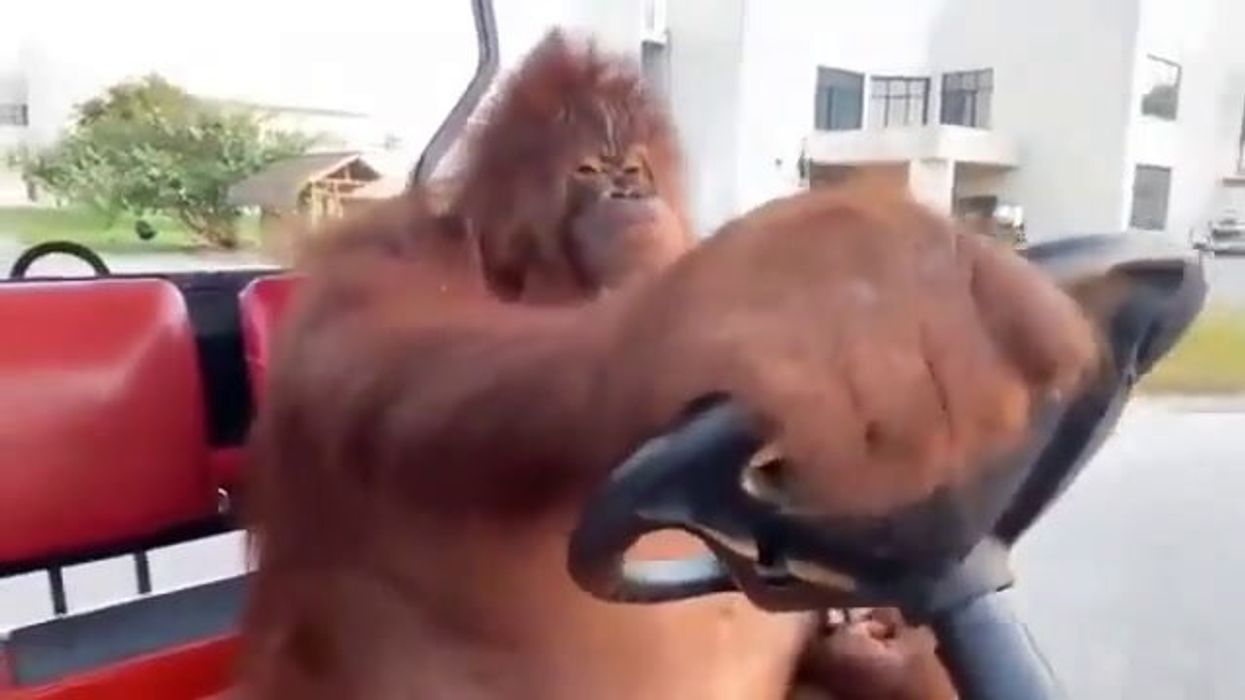 Scimpanzé alla guida di un auto scorrazza in giro per il parco | video