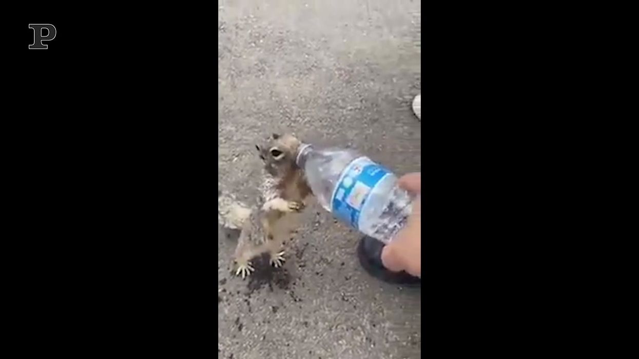 Lo scoiattolo assetato beve dalla bottiglia di un passante