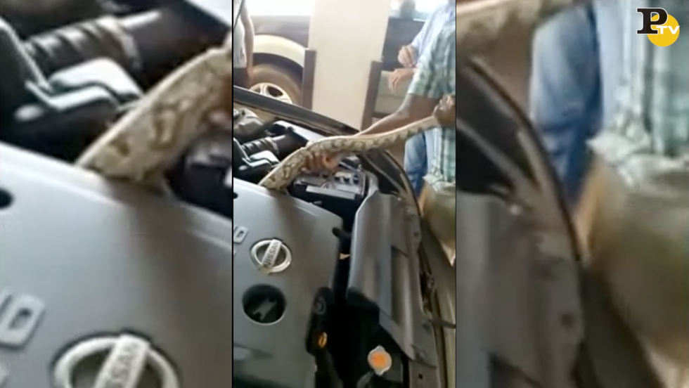 serpente pitone motore auto india video