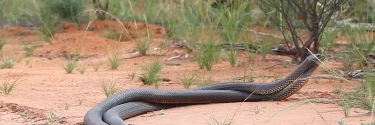 Lotta tra serpenti diventa virale sui social media | video