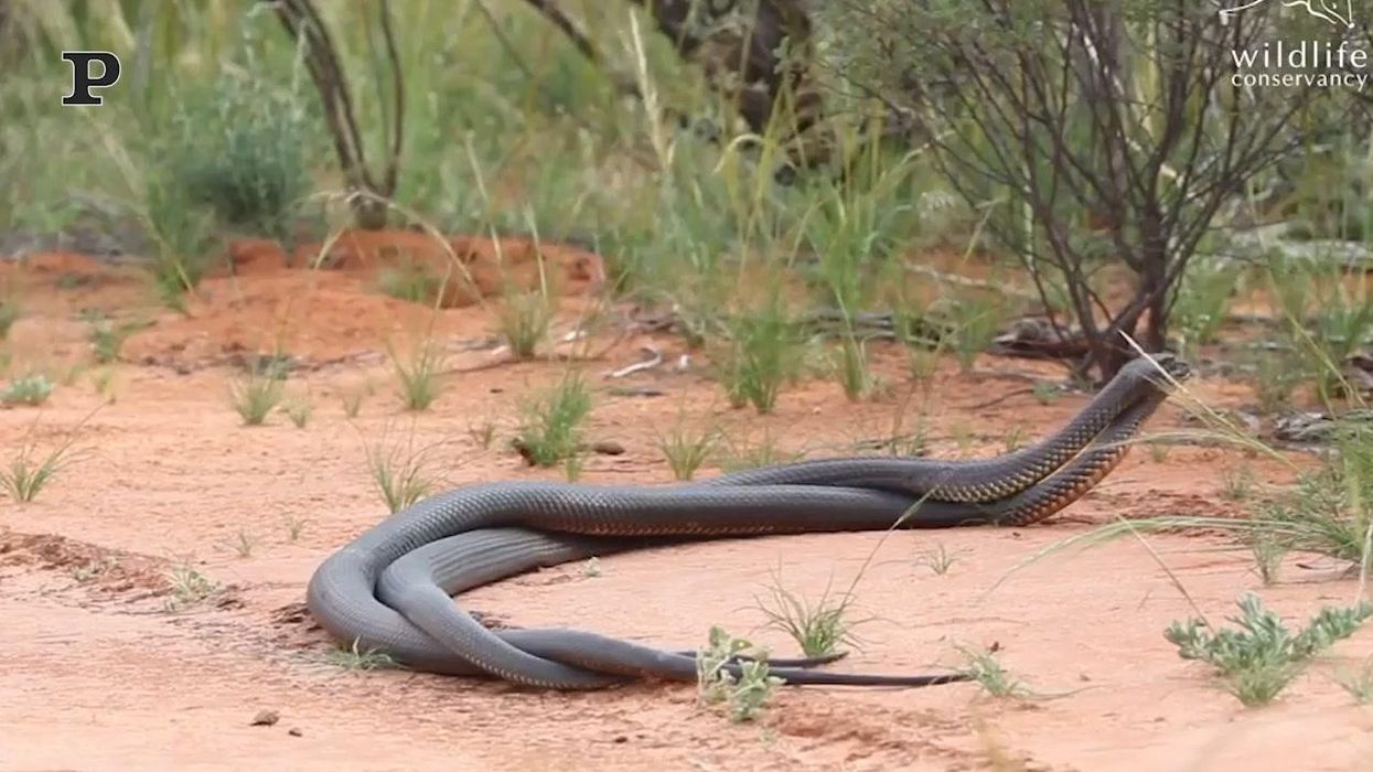 Lotta tra serpenti diventa virale sui social media | video