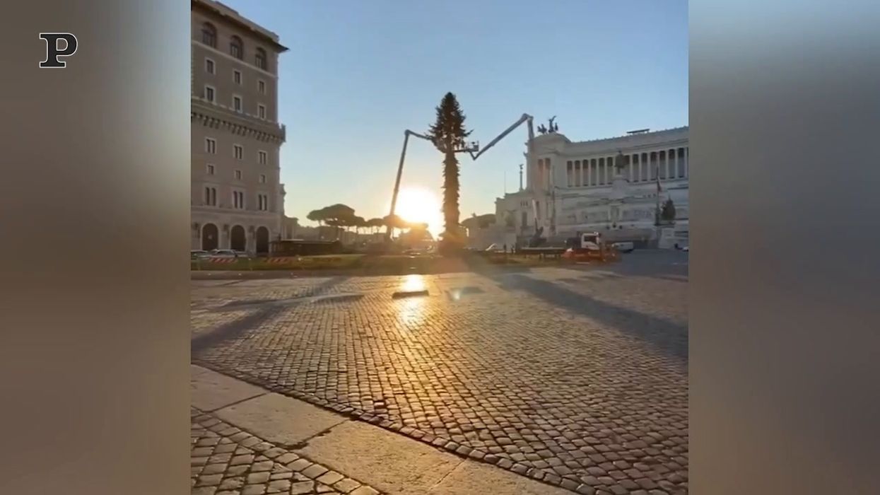Torna Spelacchio a Roma, l'albero di Natale di piazza Venezia | video