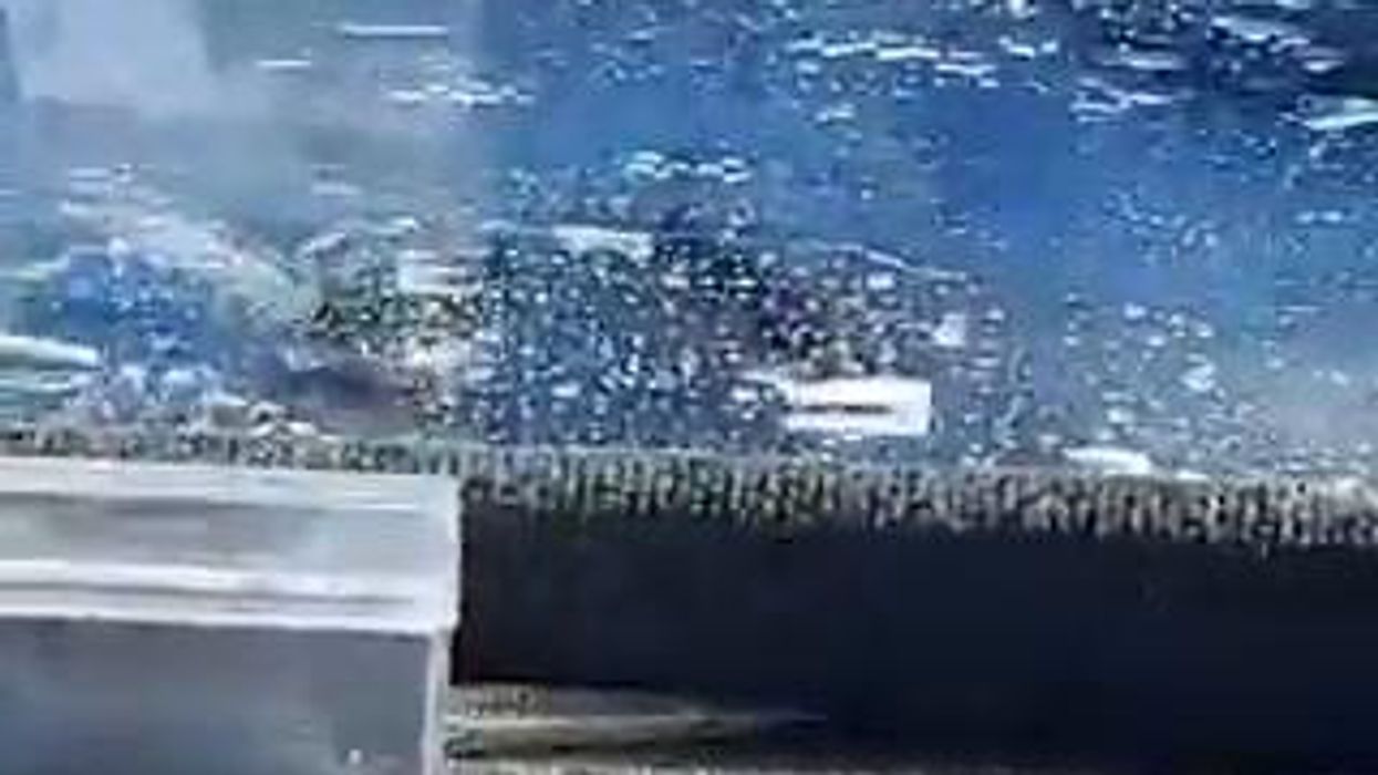 Incredibile pesca involontaria: squalo salta dentro una barca I video