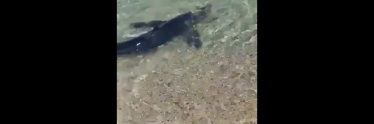 Sulla riva di Soverato spunta lo squalo