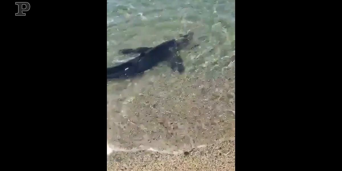 Sulla riva di Soverato spunta lo squalo