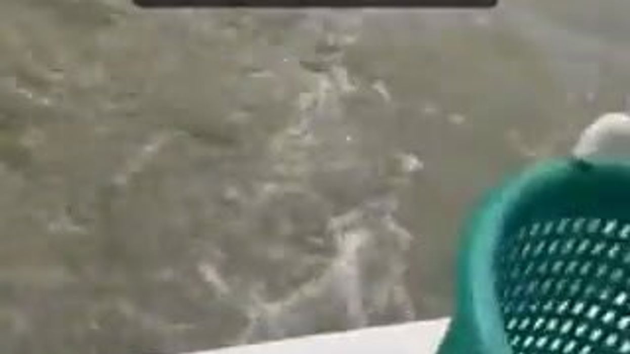 Florida, squalo attacca ragazzo a pesca e lo trascina giù dalla barca | video