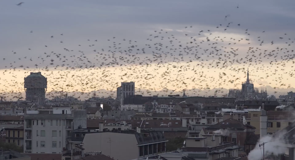 stormi uccelli sopra milano video migrazione