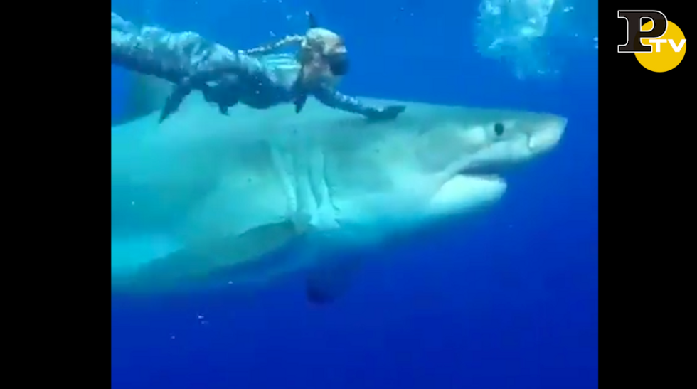Sub con squalo gigante video