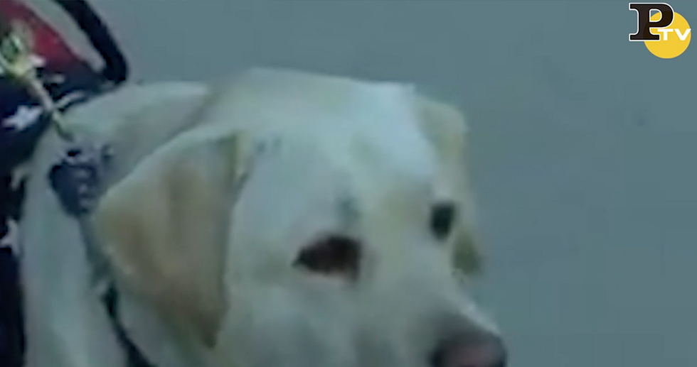 Sully, il cane che va alla camera ardente di Bush video