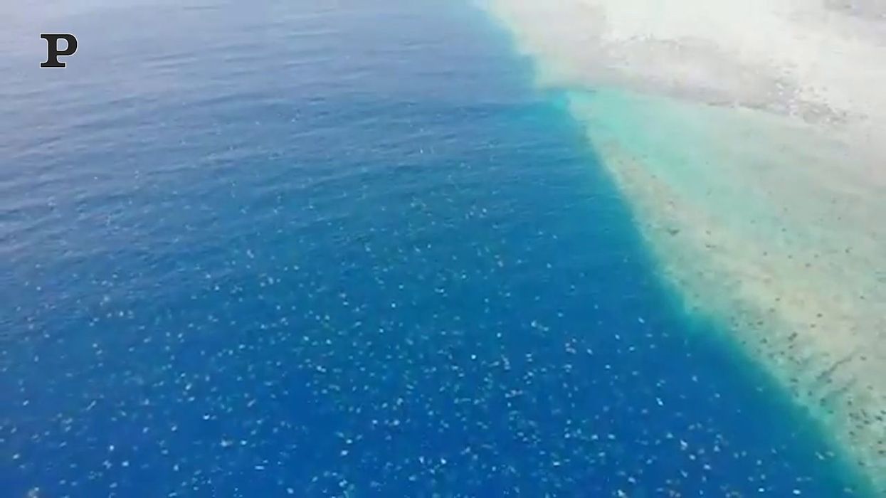 Migliaia di tartarughe al largo della barriera corallina in Australia