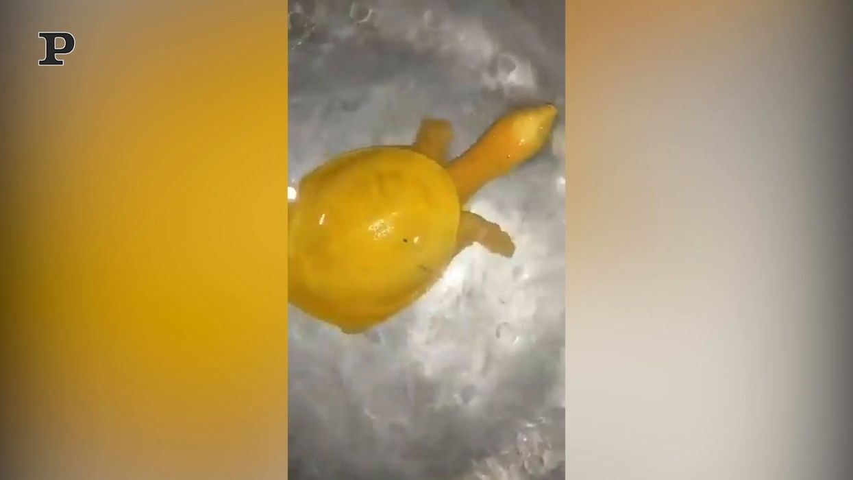 Tartaruga completamente gialla avvistata nel Bengala occidentale | video