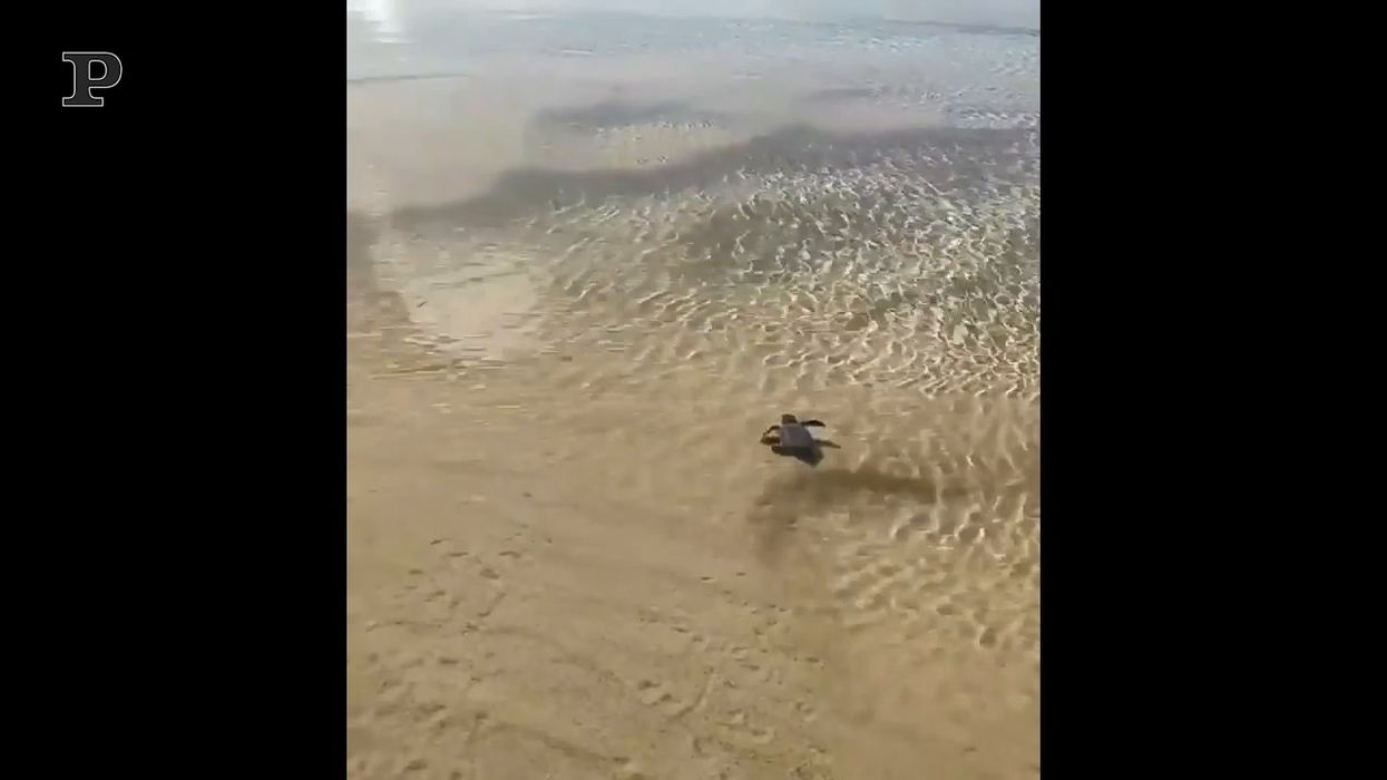 La tartaruga nuota verso l'infinito... il sogno per la fine del lockdown