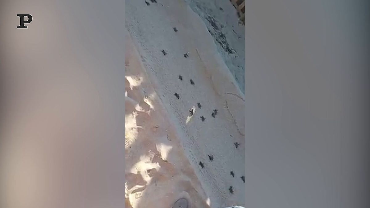 Porto Cesareo, schiusa di 79 tartarughe sulla spiaggia