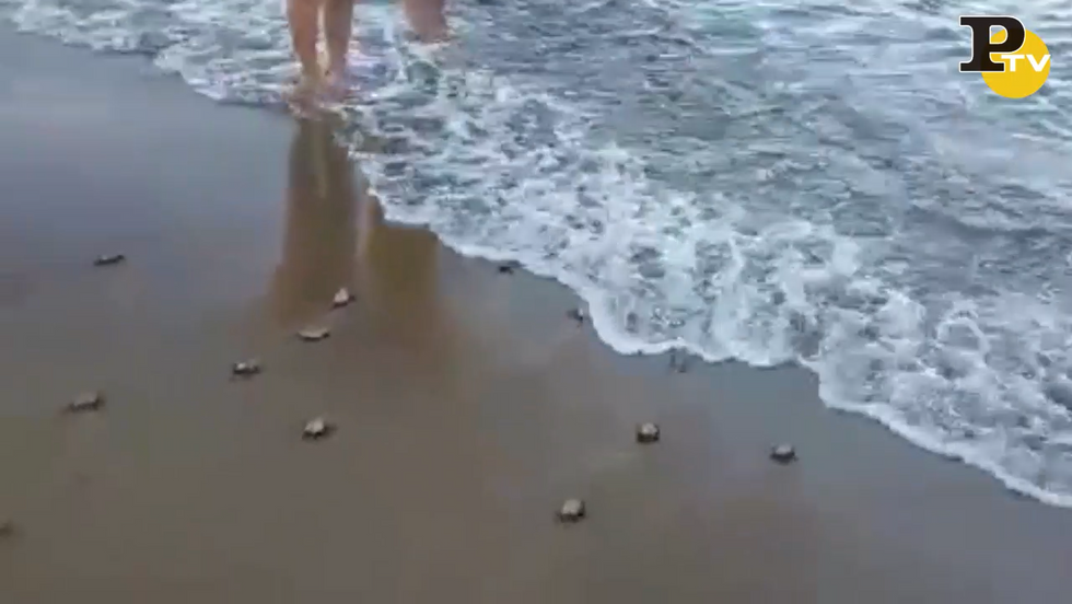 Tartarughe sulla spiaggia dell'Isola d'Elba video