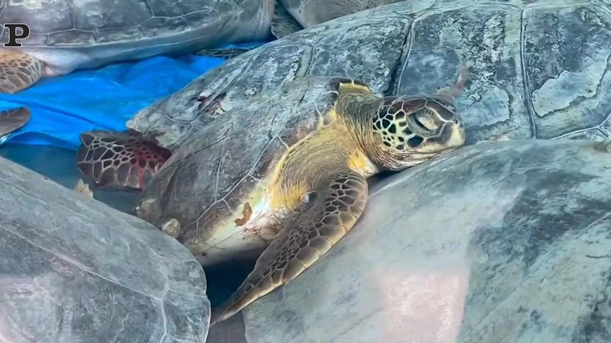 Texas, tartarughe salvate dal freddo | video