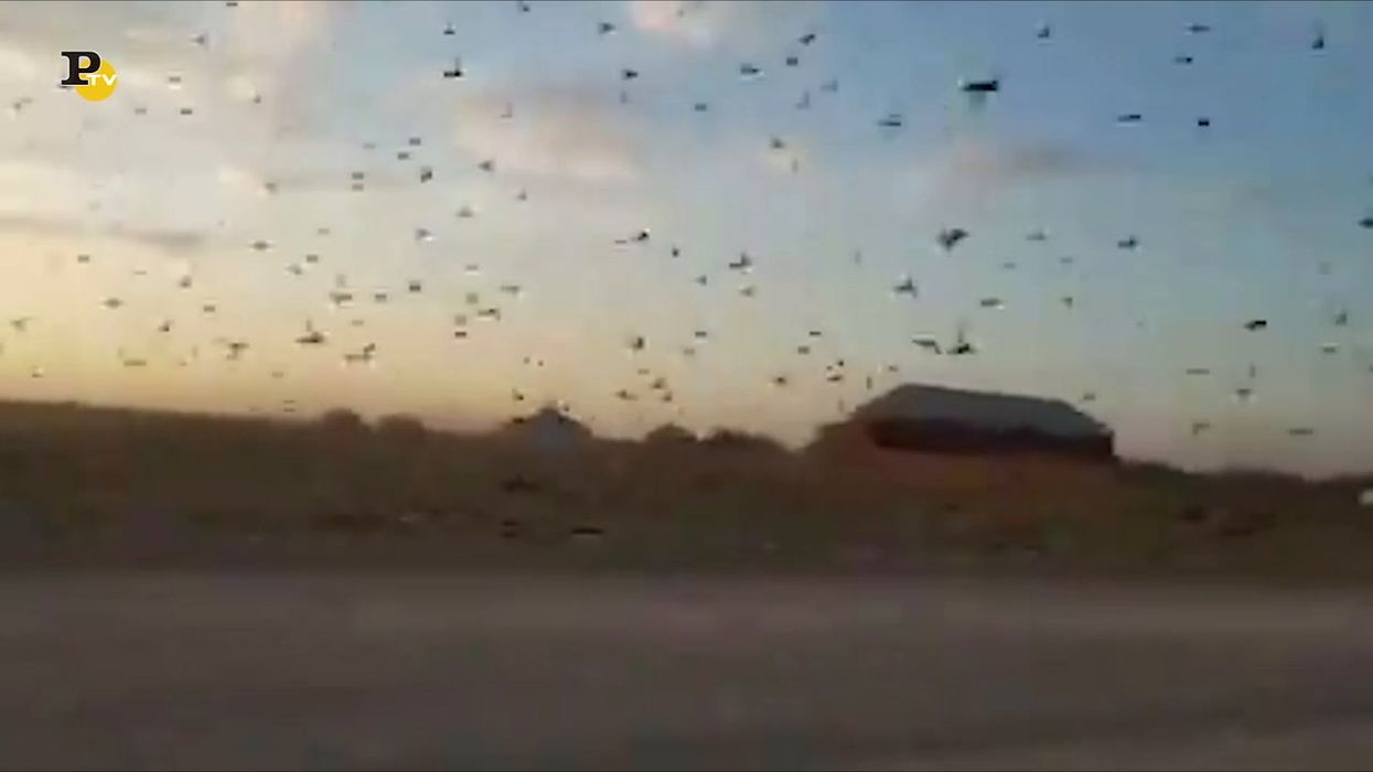 Terrificante invasione di cavallette nel Corno d'Africa | video