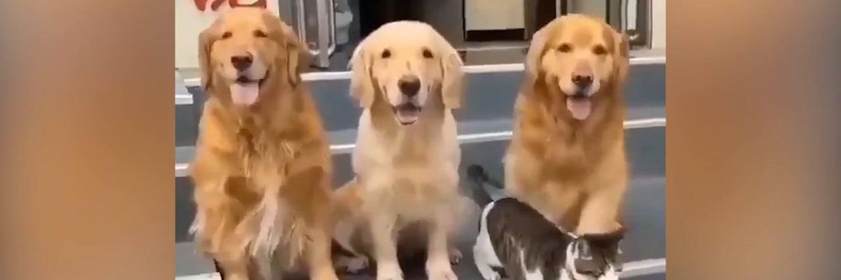Tre cani ed un gatto posano per la foto di famiglia | video
