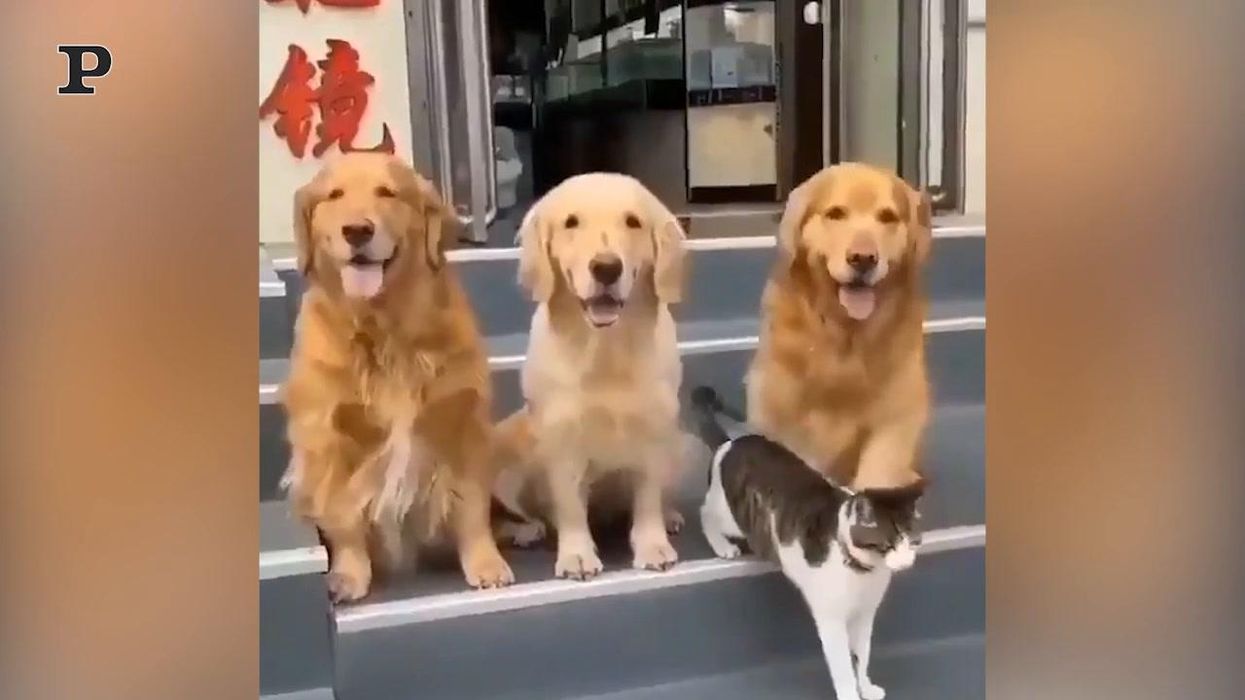 Tre cani ed un gatto posano per la foto di famiglia | video