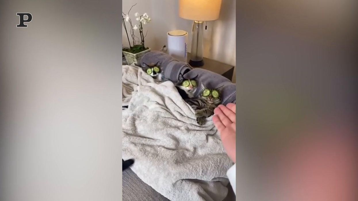 Tre gatti si rilassano come in una spa | video
