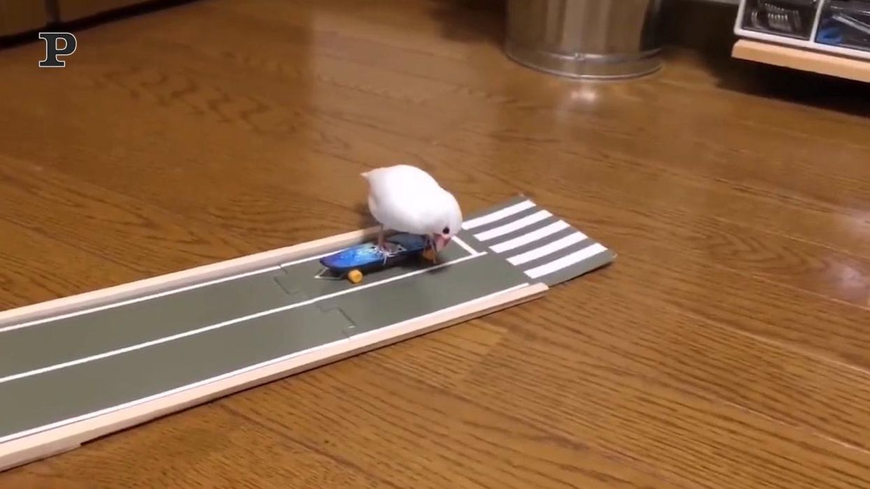 Uccellino skateboarder si diverte a sfrecciare a tutta velocità | Video