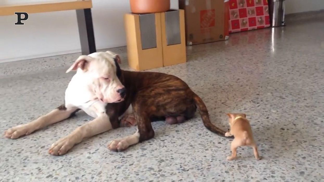 Un bulldog ed un Chihuahua giocano insieme | video