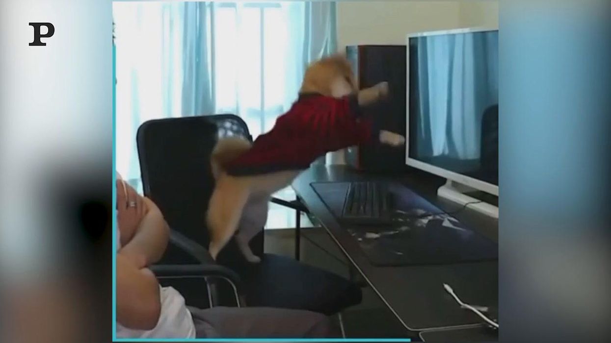 Un cane alle prese con i videogiochi | video
