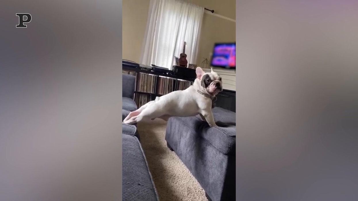 Un cane alle prese con lo Yoga | Video