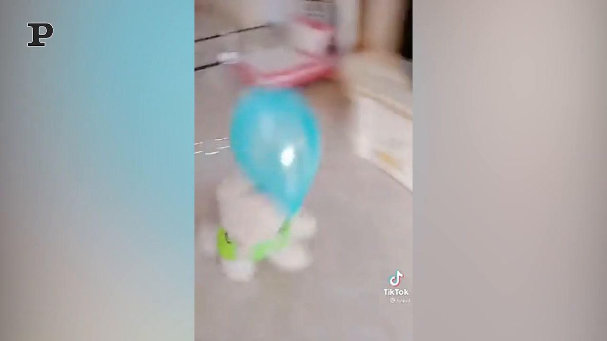 Un cane alle prese con un palloncino | Video