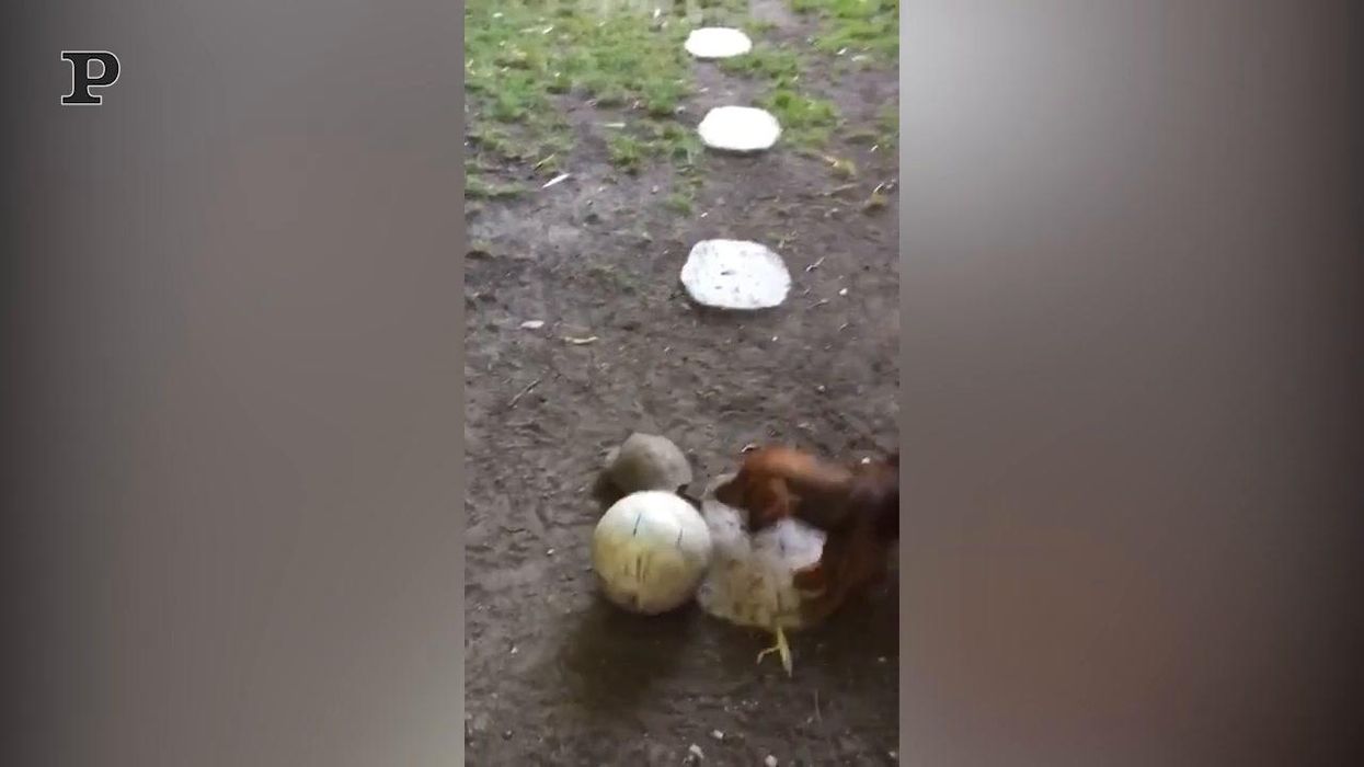 Un cane e una tartaruga giocano insieme | video