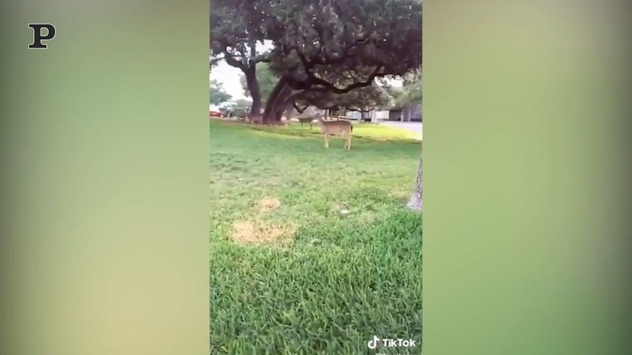 Un cane ed un cerbiatto giocano a nascondino | Video