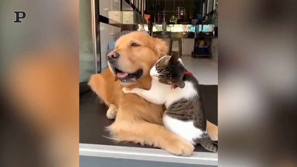 Un cane ed un gatto diventano amici per la pelle | video