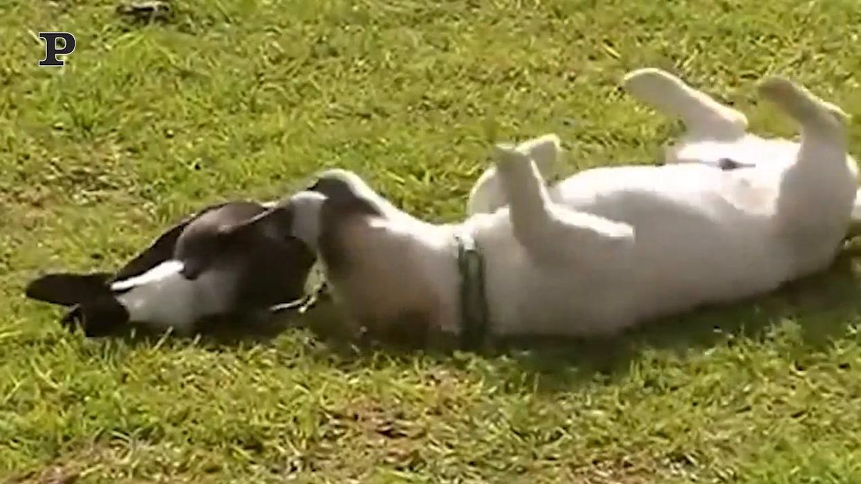 Un cane ed una gazza si divertono a giocare insieme| Video
