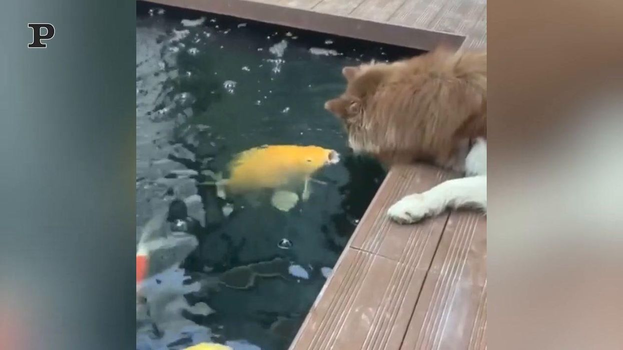 Un cane, un pesce ed un'amicizia molto particolare | Video