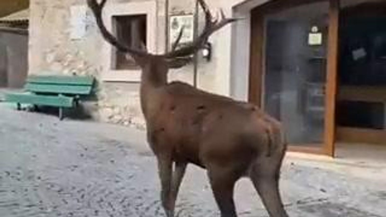 Cervo a spasso per le vie di un paese in Abruzzo I video