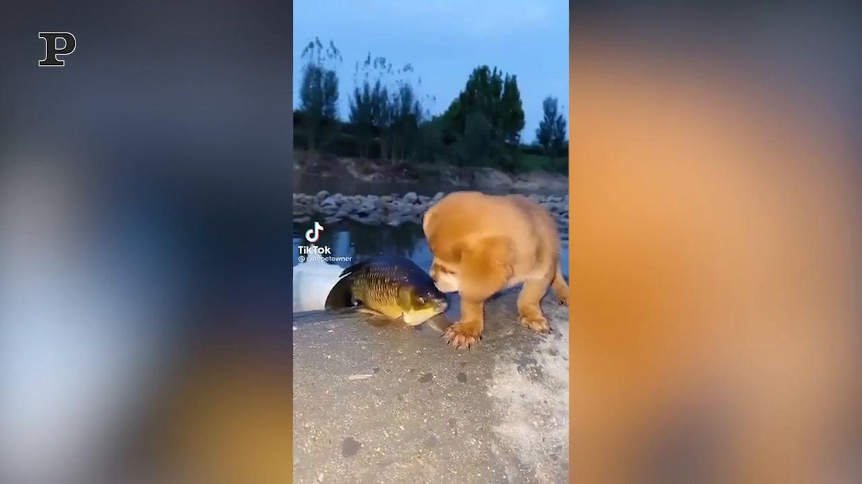 Un cucciolo fa amicizia con un pesce | video