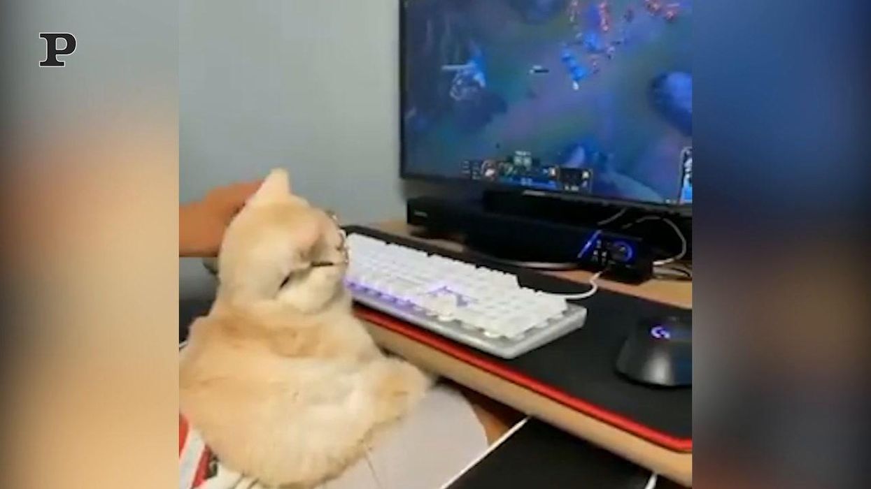 Un gatto alle prese con i videogiochi | video