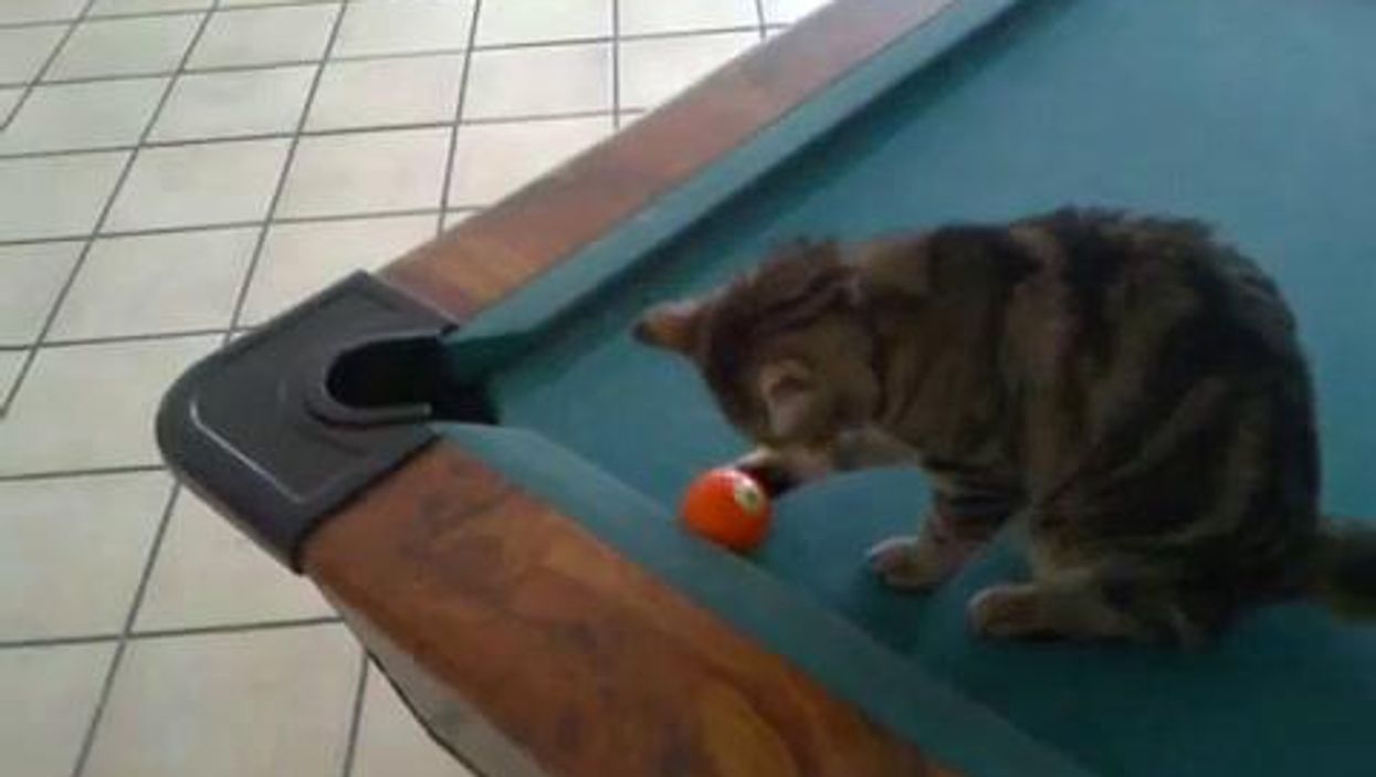 Un gatto alle prese con il biliardo | video