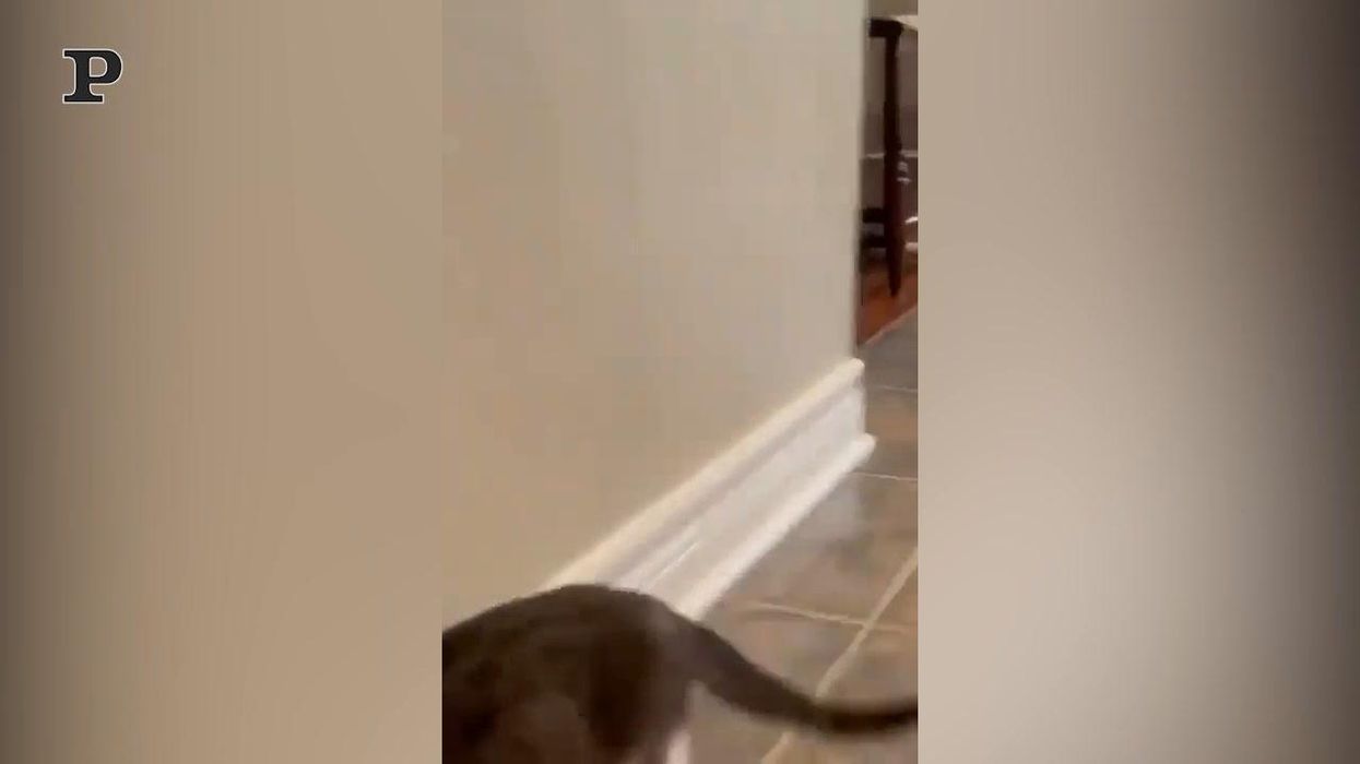 Un gatto che crede di essere un coniglio | video