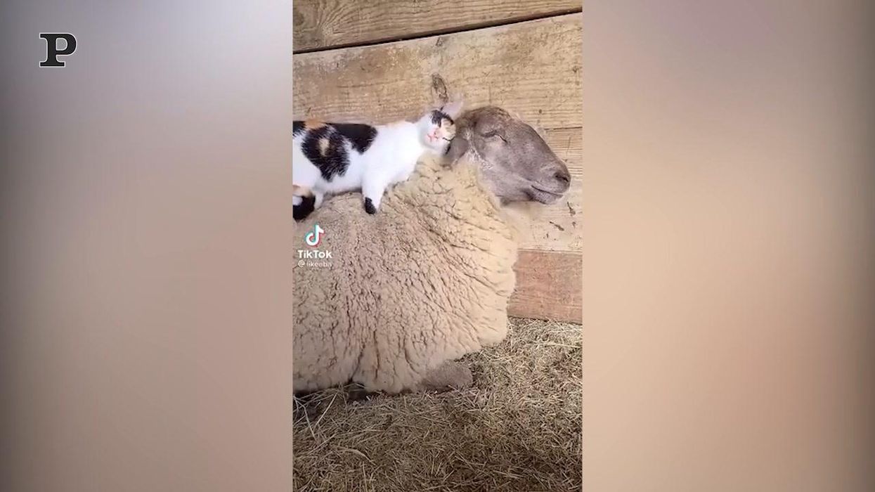 Un gatto e una pecora diventano amici inseparabili | video