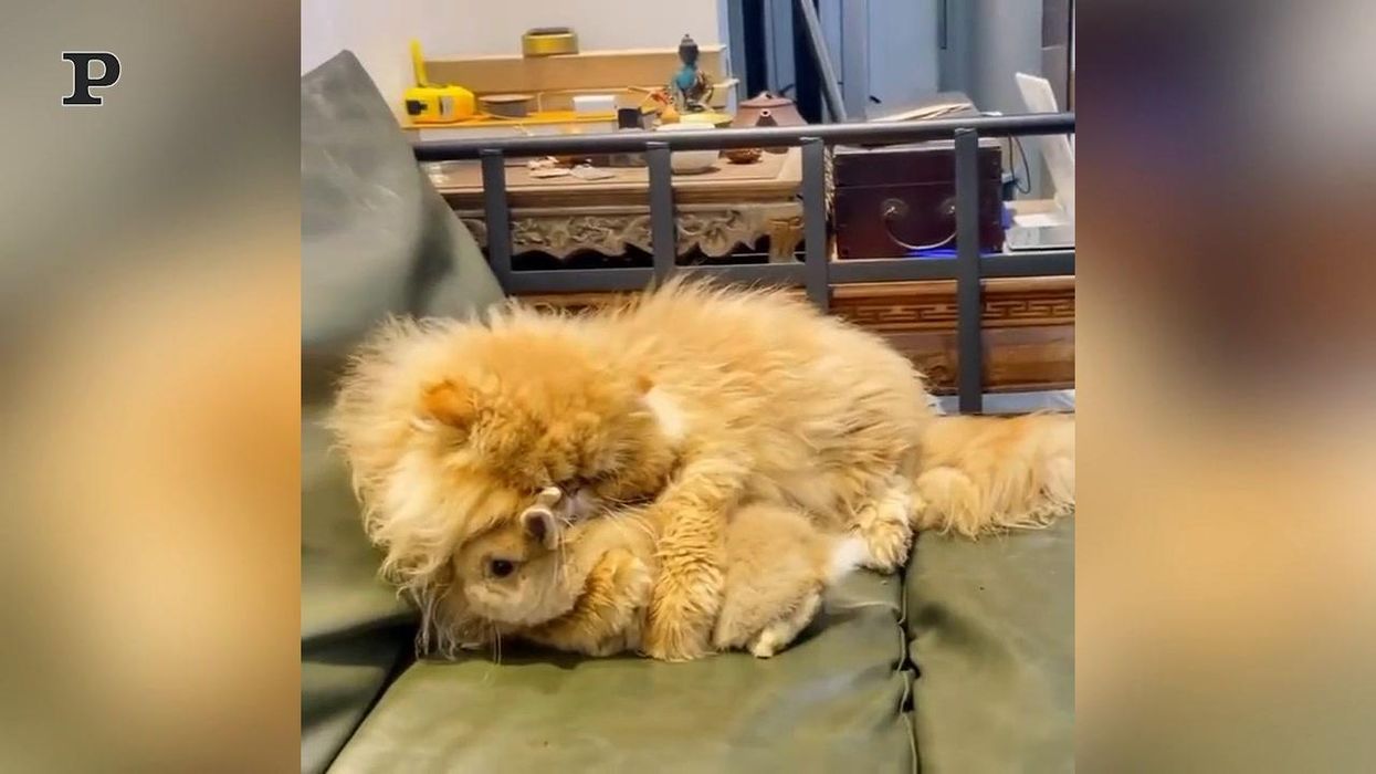 Un gatto ed un coniglio diventano amici per la pelle | Video