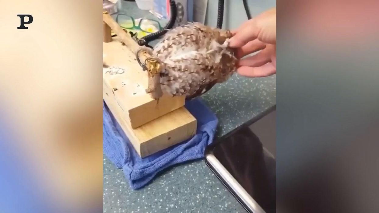 Un gufo che ama le coccole | Video