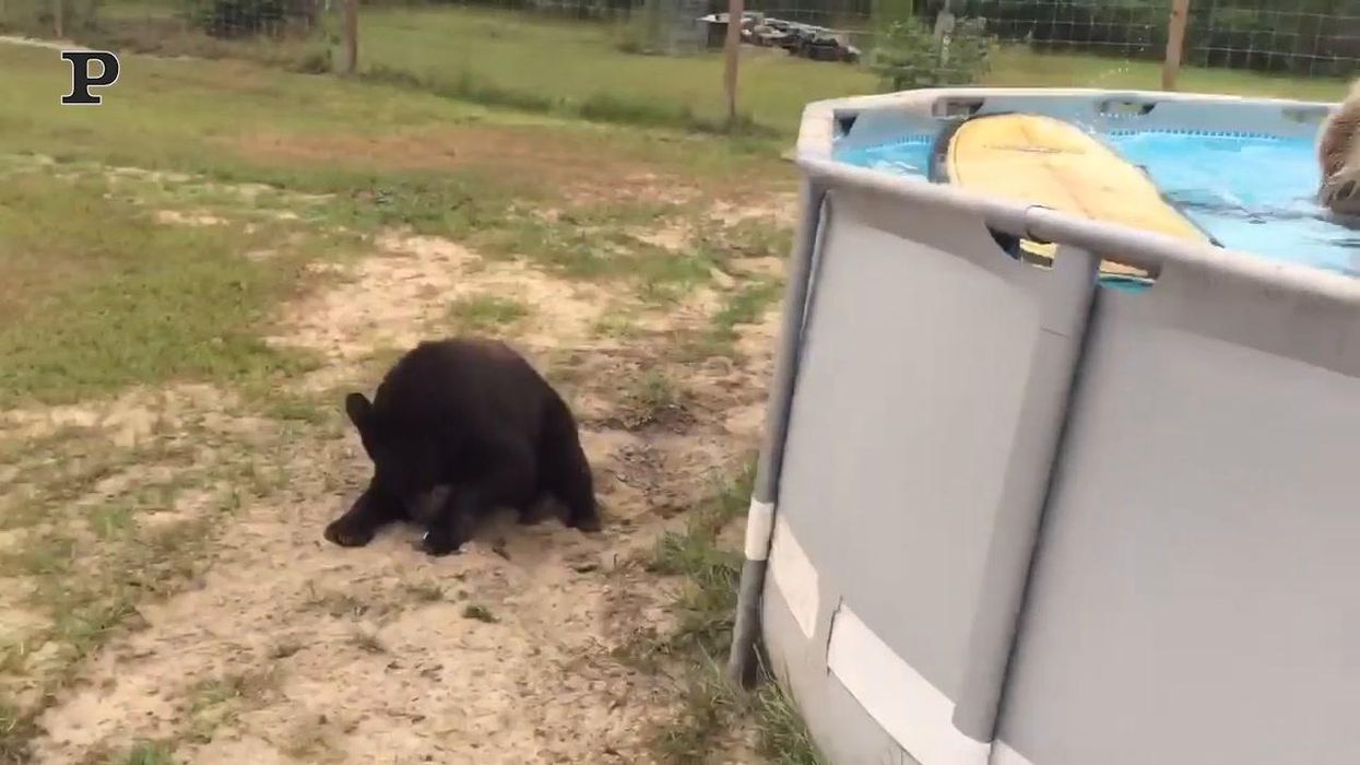 Un orso si gode una giornata in piscina | video