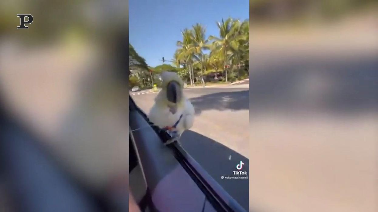 Un pappagallo si gode il giro in macchina | video