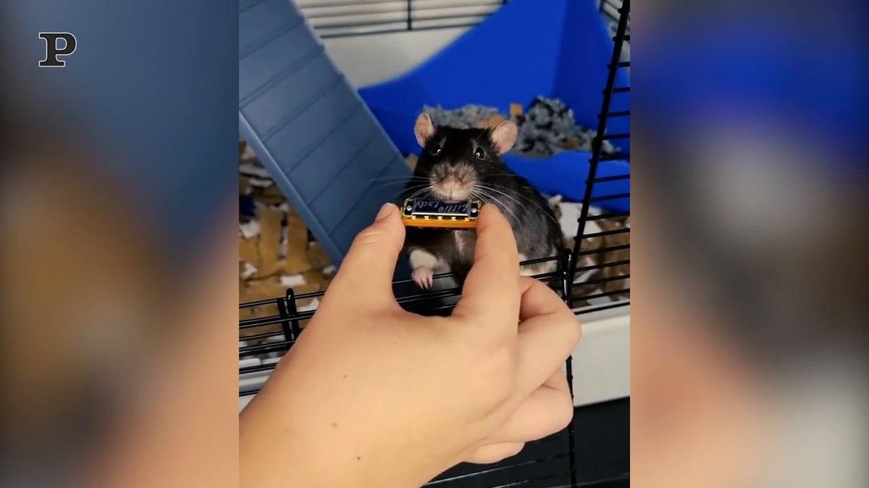 Un topolino suona l'armonica più piccola del mondo | video